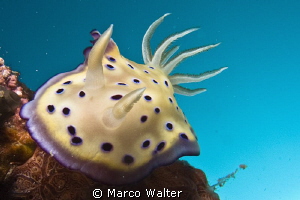 Nudi in the blue by Marco Walter 